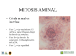 MITOSIS AMINAL