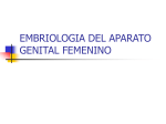 EMBRIOLOGIA DEL APARATO GENITAL FEMENINO