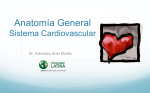 5. Sistema Cardiovascular