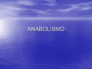 anabolismo - WordPress.com