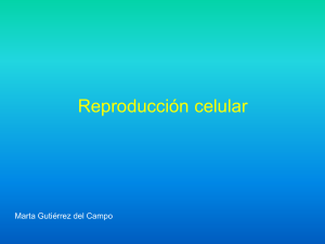 Reproducción celular Ciclo celular, Mitosis y Meiosis