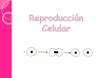Ppt. Reproducción celular