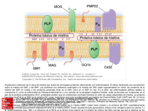 Slide 1 - HarrisonMedicina