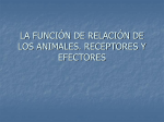 LA FUNCIÓN DE RELACIÓN DE LOS ANIMALES. RECEPTORES Y