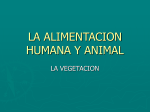 LA ALIMENTACION HUMANA Y ANIMAL