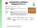 Zanahoria Híbrida Terracotta F1 zahoriahibTerracotaF1