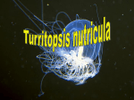 Turritopsis nutricula
