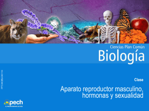1. Aparato reproductor masculino