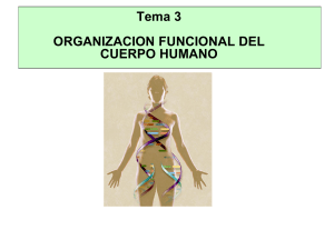 TEMA 2 ORGANIZACION FUNCIONAL DEL CUERPO HUMANO