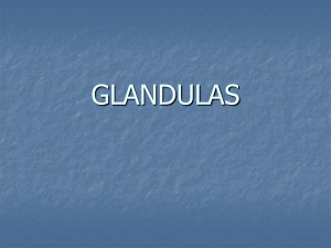 glandulas
