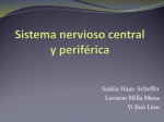 Sistema nervioso central y periférica