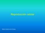 Tema 1- Reproducción celular Ciclo celular, Mitosis y Meiosis