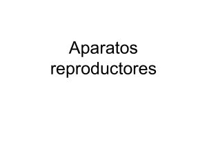 Aparato reproductor