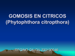 GOMOSIS EN CITRICOS (Phytophthora citropthora)