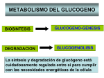 Glucógeno Fosforilasa a