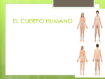 el cuerpo humano