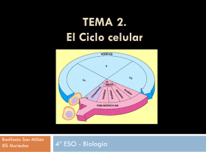 TEMA 2. El Ciclo celular - IES MURIEDAS. Departamento de