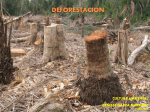 deforestación - WordPress.com