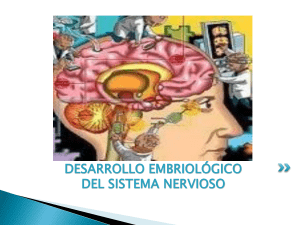 Embriología del Sistema Neurológico