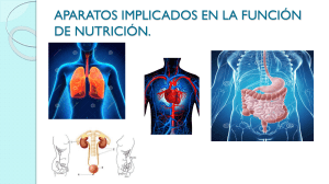 Sistema respiratorio