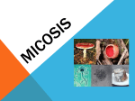micosis - WordPress.com