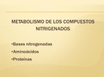 Tema 4 Metabolismo de aminoacidos 1 parcial 2017