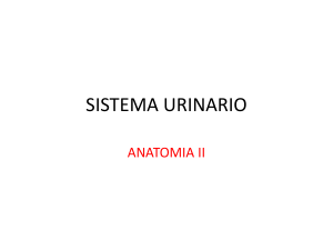 SUBTEMA 4.2 SISTEMA URINARIO