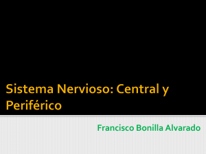Sistema Nervioso: Central y Periférico