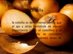 Cebolla - WordPress.com