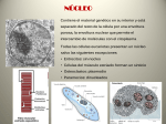 Tema 8. El núcleo, mitosis y meiosis