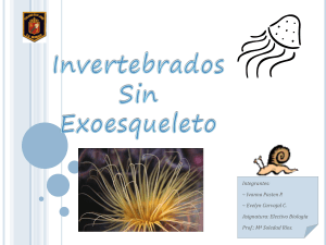 Invertebrados sin Exoesqueleto