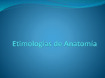 Etimologías de Anatomia