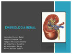 3-Embriología renal