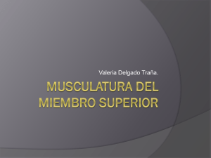 Musculatura del Miembro Superior.