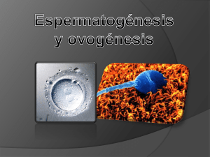Espermatogénesis