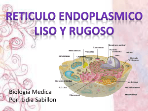 reticulo endoplasmatico(lidia)