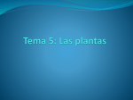 Tema 5: Las plantas