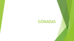 gonadas - WordPress.com