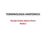 terminologia anatomica - antomiayfisiologiaumb