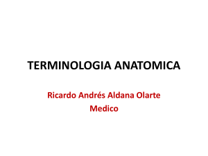 terminologia anatomica - antomiayfisiologiaumb