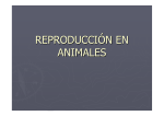 Reproducción animales