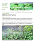 Amaranto o Bledo - Agricultura Orgánica