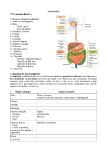 ANATOMÍA T 12. Aparato digestivo 1. Resumen del proceso