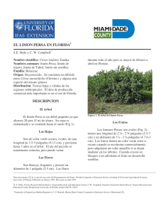 el limon persa en florida1 - Miami-Dade Extension