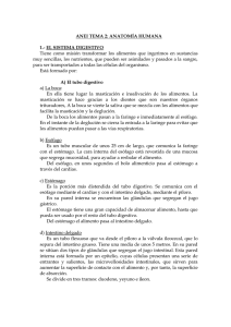 ANEI TEMA 2: ANATOMÍA HUMANA 1.