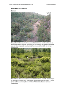 DOSSIER FOTOGRÁFICO Hábitat Fotografía 1. Thymelaea