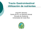 Tracto Gastrointestinal: Utilización de nutrientes