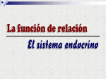 glándulas endocrinas - Valero Murillo Martínez