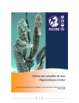 Manual para el cultivo del caballito de mar Hippocampus