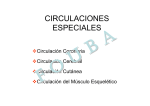 Circulación en músculo esquelético